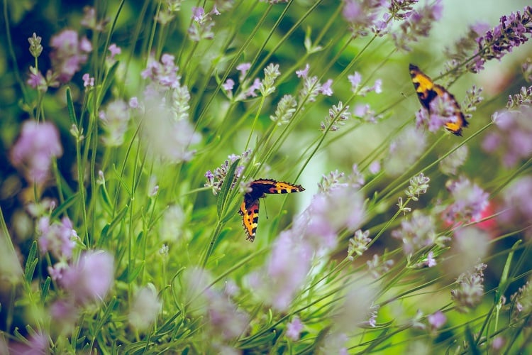 butterflies in lavender bed