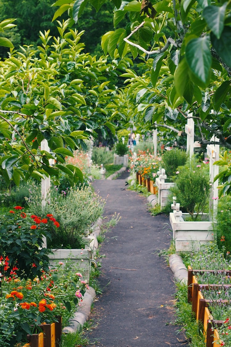 sensory garden with flowers, trees and herbs