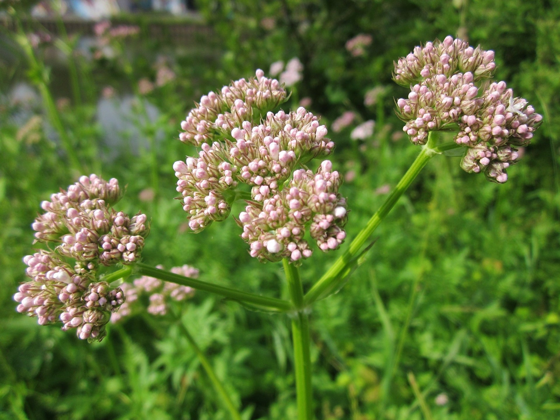 Valeriana: what is it for, what is it and how to use it?