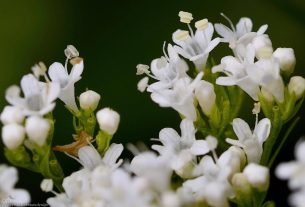 Valeriana: para que serve, o que é e como usar?