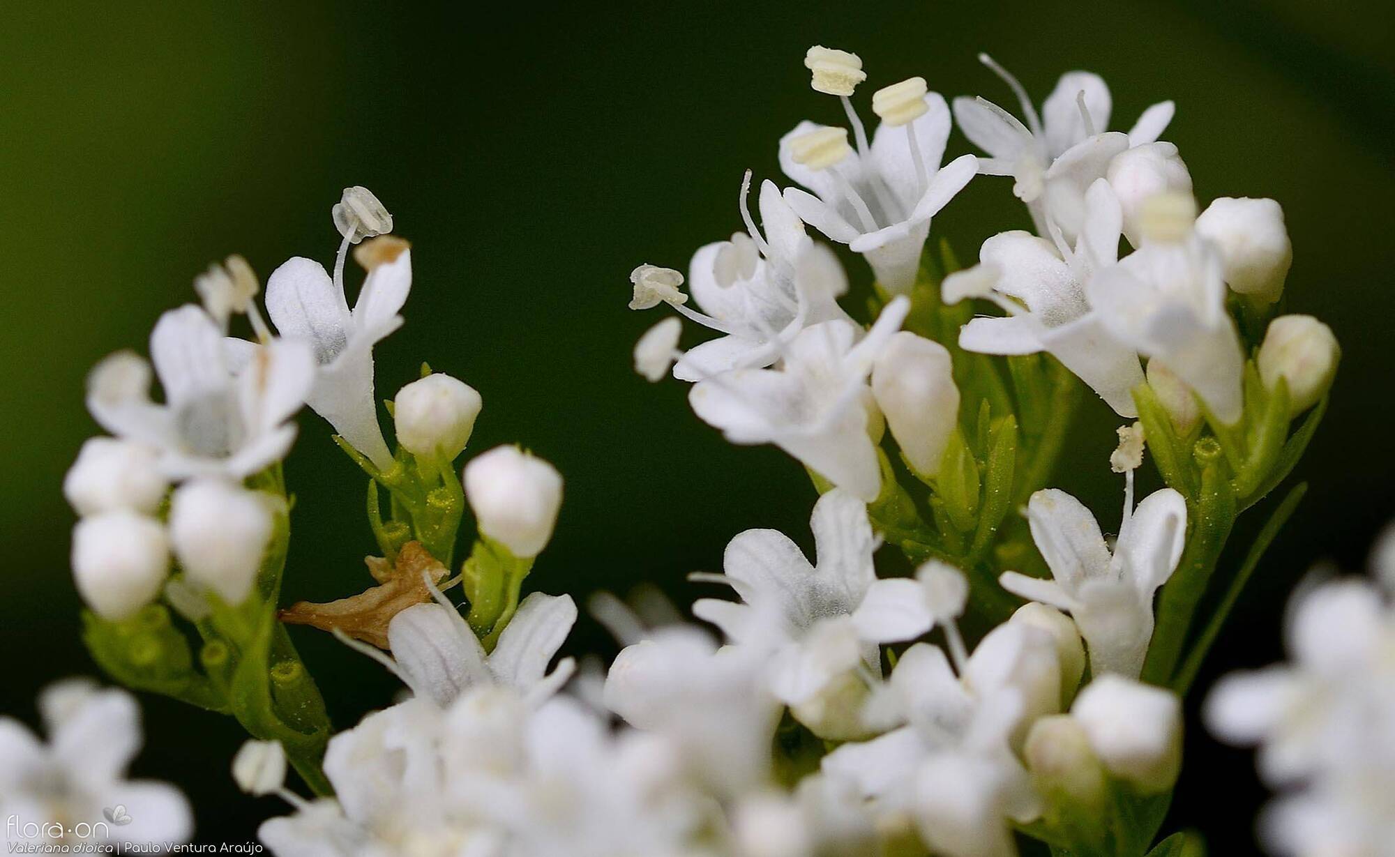 Valeriana: para que serve, o que é e como usar?