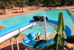 Vaca na piscina: animal é flagrado descendo em toboágua