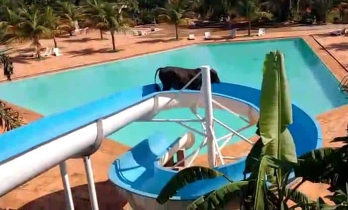 Vaca na piscina: animal é flagrado descendo em toboágua