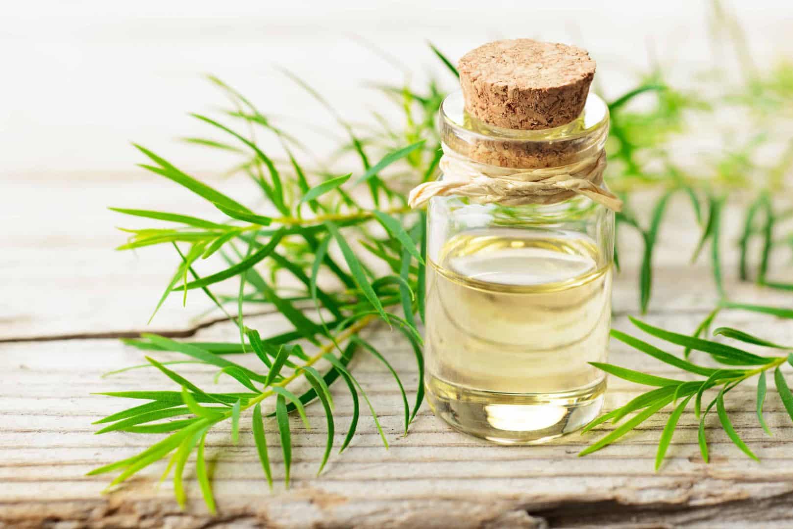 Tea tree oil, what is it?  What is it for and the main benefits