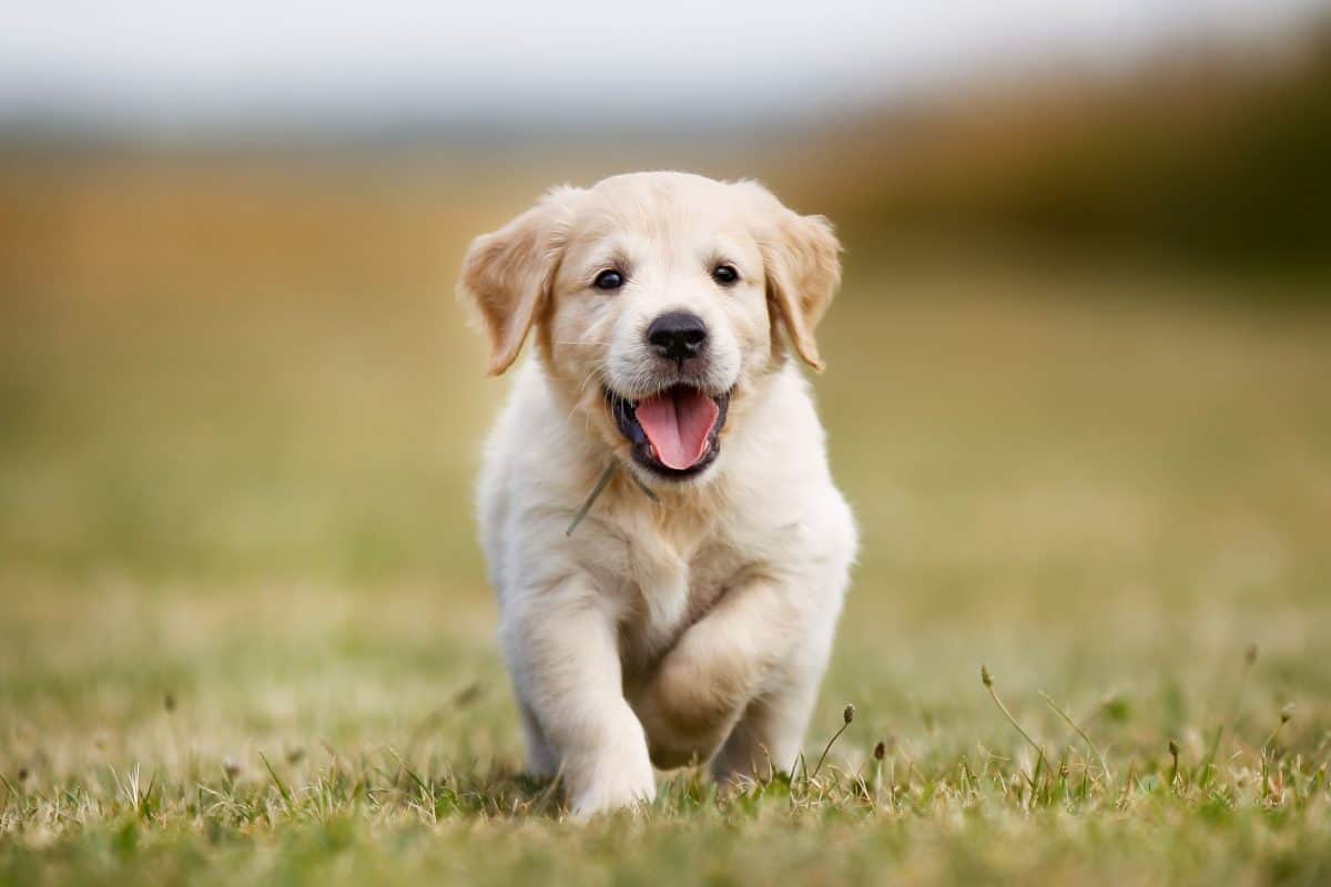 Sonhar com filhotes de cachorro: possíveis significados e interpretações