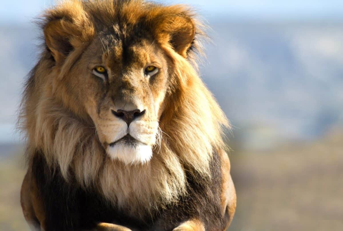 Sonhar com leão, o que significa? Possíveis interpretações