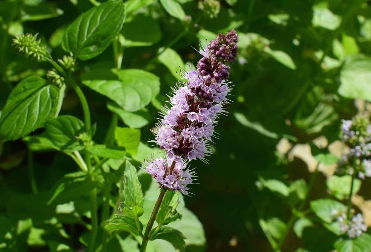 Patchouli, what is it?  What it is for and its benefits