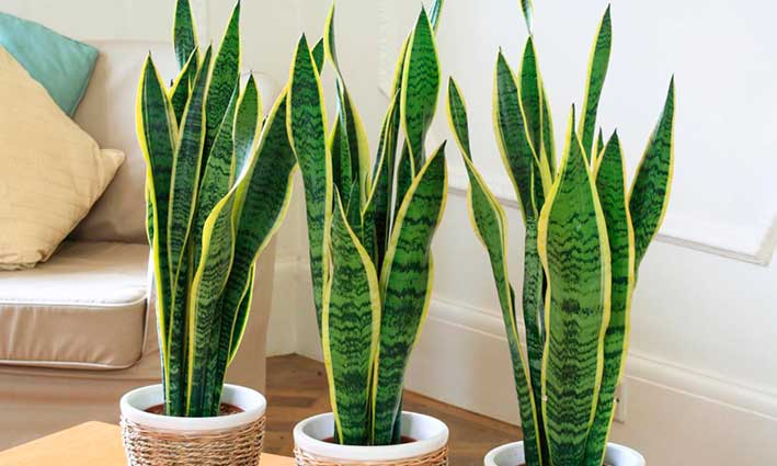 Sword of Saint George is one of the plants to decorate the apartment with great elegance and good taste