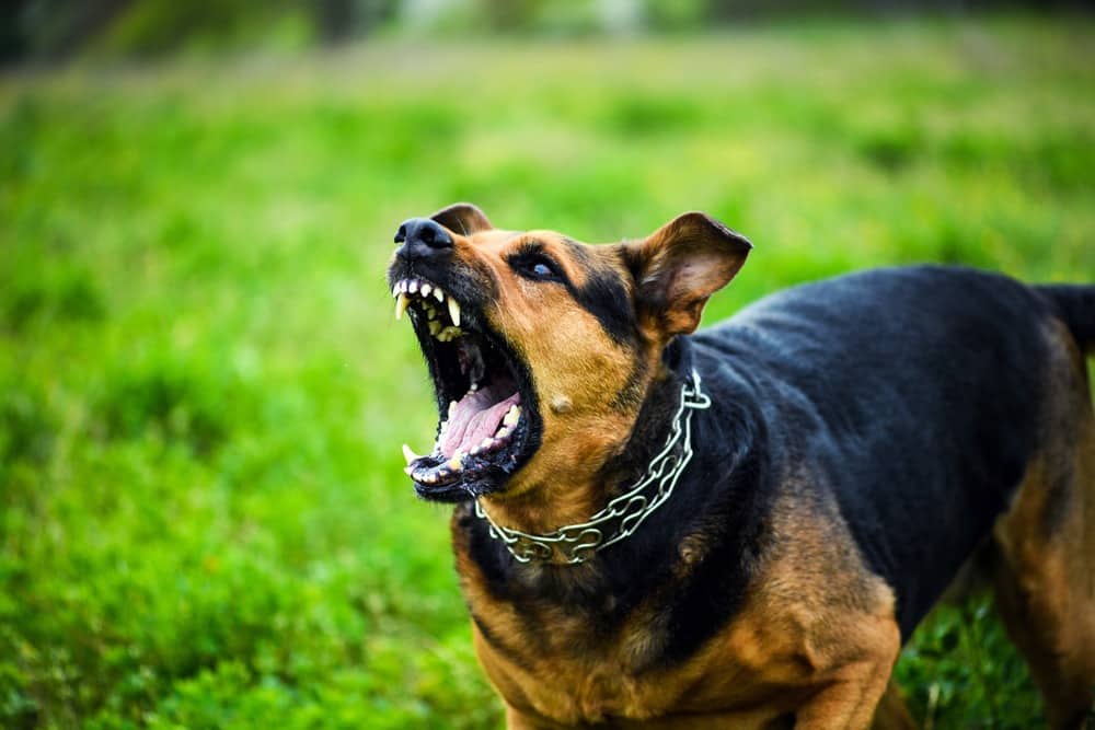 25 Significados diferentes de sonhar com cachorro bravo