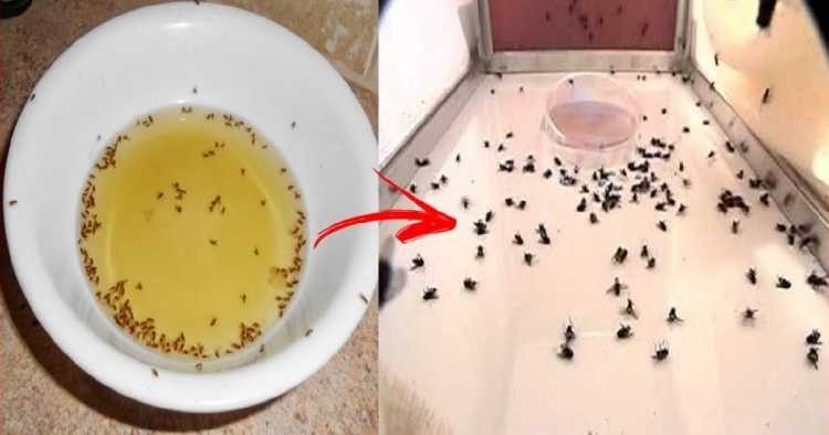 Stay free from flies and mosquitoes: 6 simple and easy-to-make homemade recipes