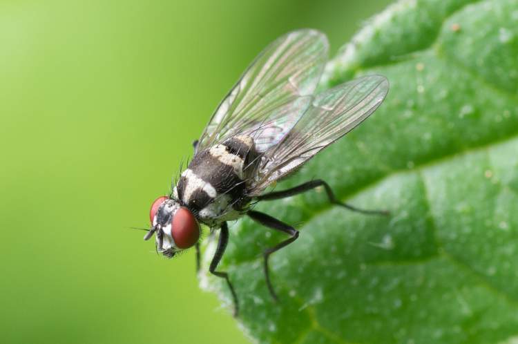 7 homemade tricks to keep flies away from the kitchen