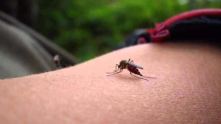 7 reasons why mosquitoes only bite you