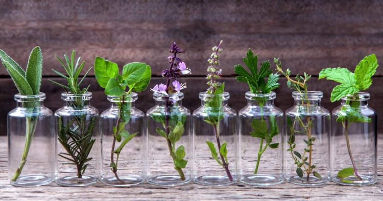 decorative plants that you can grow in a glass of water