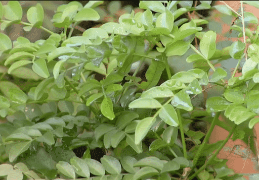 Jaborandi: Discover the benefits of the medicinal plant and learn how to use it