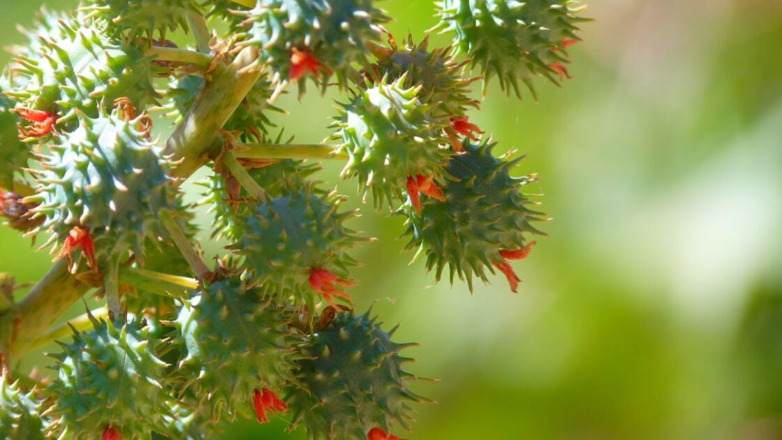 Best Home Remedy for Hair Loss and Alopecia: Castor Oil