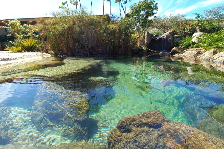 Huge biological pool with crystal clear water, plants and stones. 