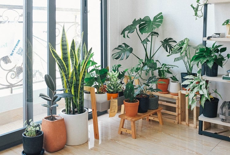 potted plants near an apartment window