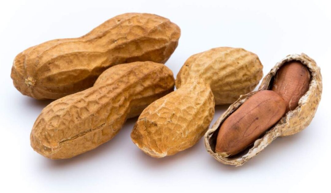 Peanuts make you lose weight or gain weight