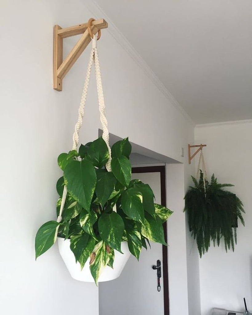 natural hanging garden