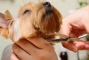 Como tosar o cachorro em casa