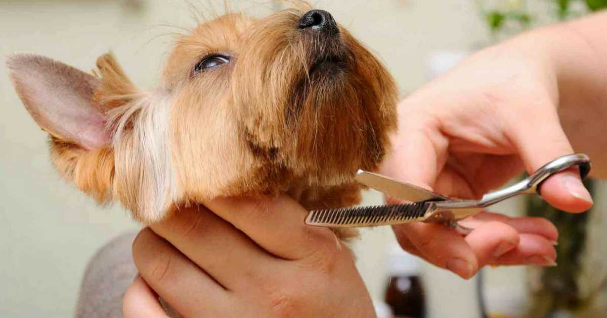 Como tosar o cachorro em casa