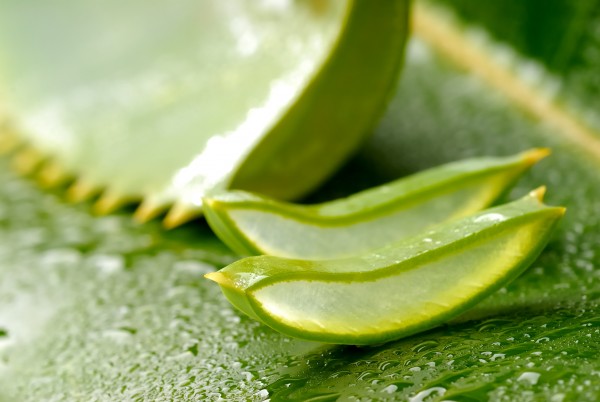 Aloe vera or aloe vera