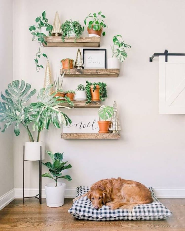 Living room with corner decorated with plants.