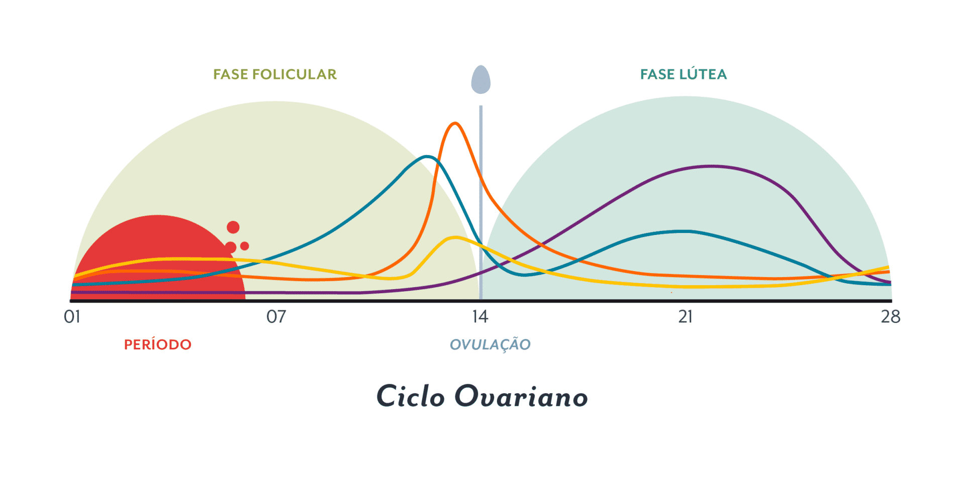 phases of the menstrual cycle