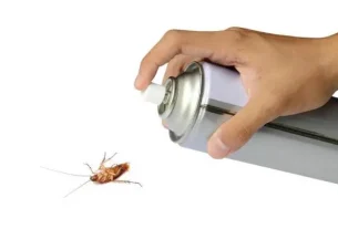 Soñar con cucaracha: principales significados e interpretaciones