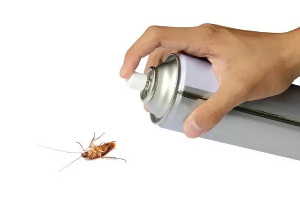 Soñar con cucaracha: principales significados e interpretaciones