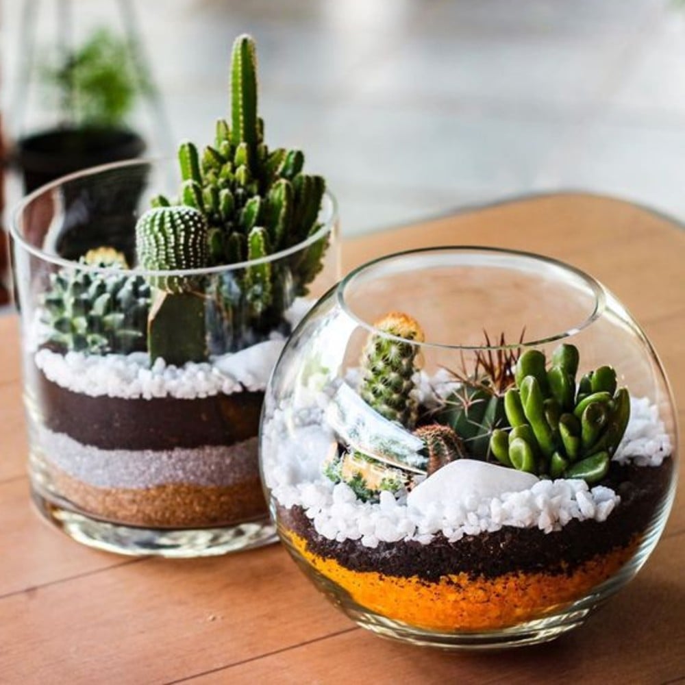 succulent terrarium