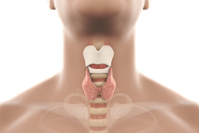 Thyroid: what it is, what it is for, problems and symptoms