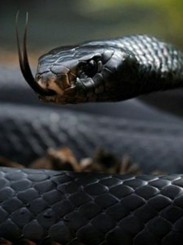 Top 10 Deadliest Snakes in the World And Their Scientific Names