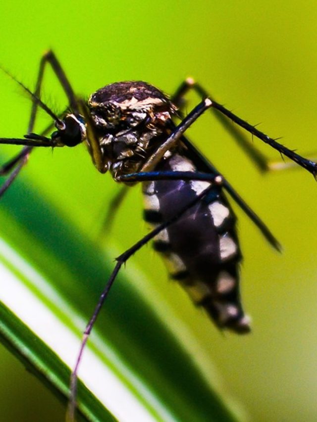 What To Eat And What Not To Eat If You Have Dengue Fever