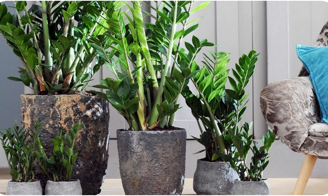 Zamioculcas in rustic cement pots