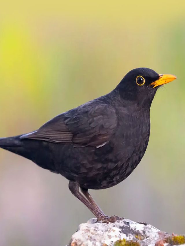 Wild Melodies: 10 Birds With The Most Enchanting Songs
