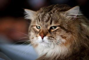 Your cat ignores you on purpose: scientists have discovered that they pretend not to hear