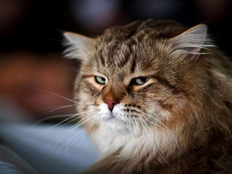 Your cat ignores you on purpose: scientists have discovered that they pretend not to hear