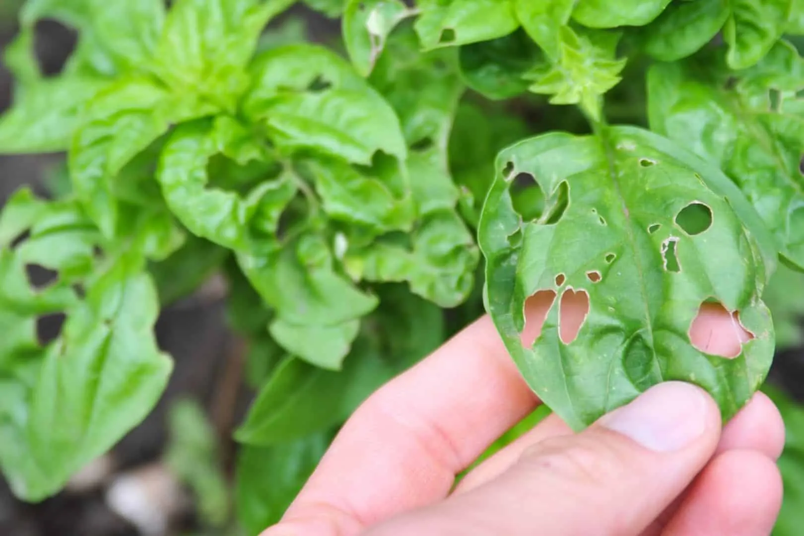 Horta em casa - Dicas de como plantar e cultivar hortaliças em casa