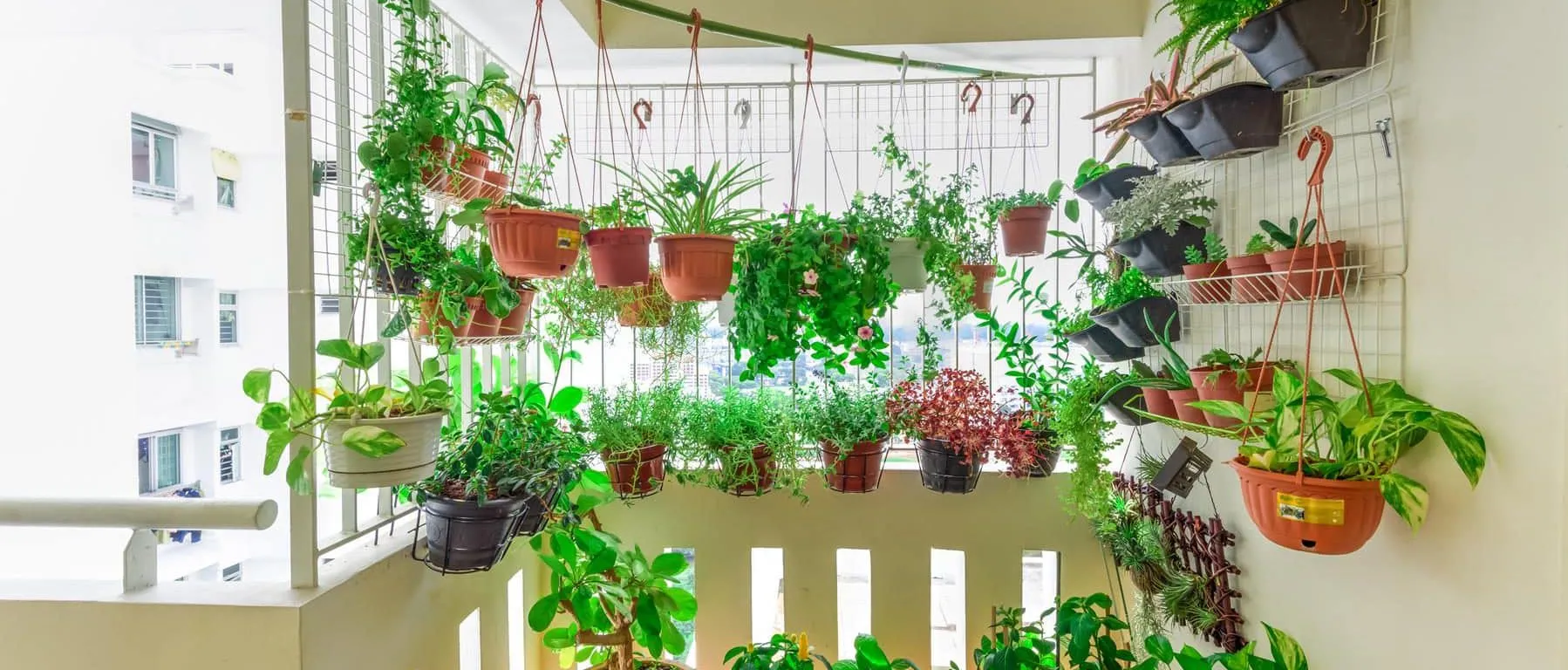 Horta em casa - Dicas de como plantar e cultivar hortaliças em casa