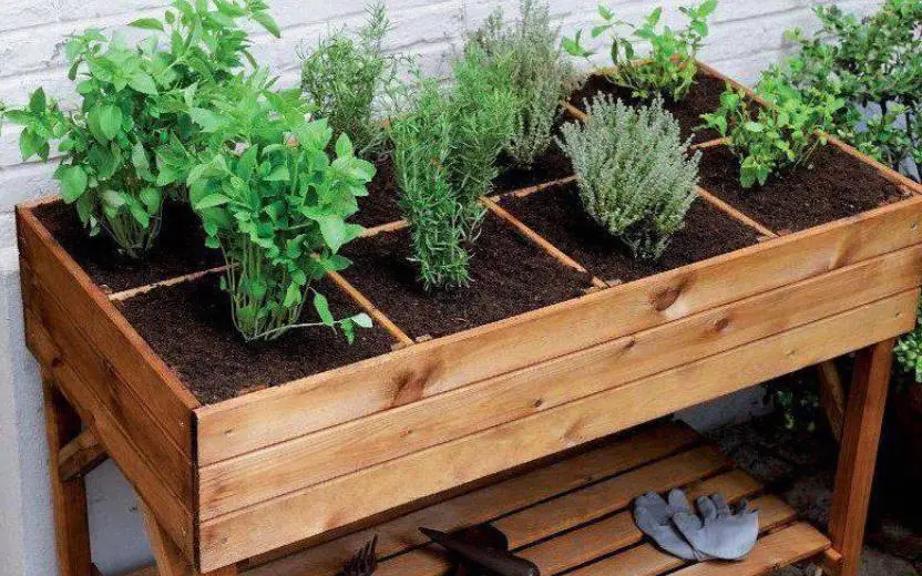 Horta em casa - Dicas de como plantar e cultivar hortaliças em casa