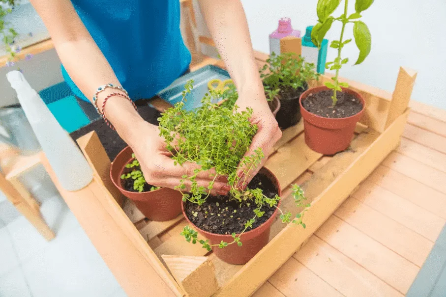 Horta em casa - Dicas de como plantar e cultivar hortaliças em casa