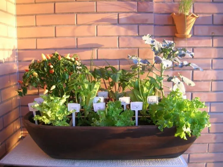 Horta em casa - Dicas de como plantar e cultivar hortaliças em casa