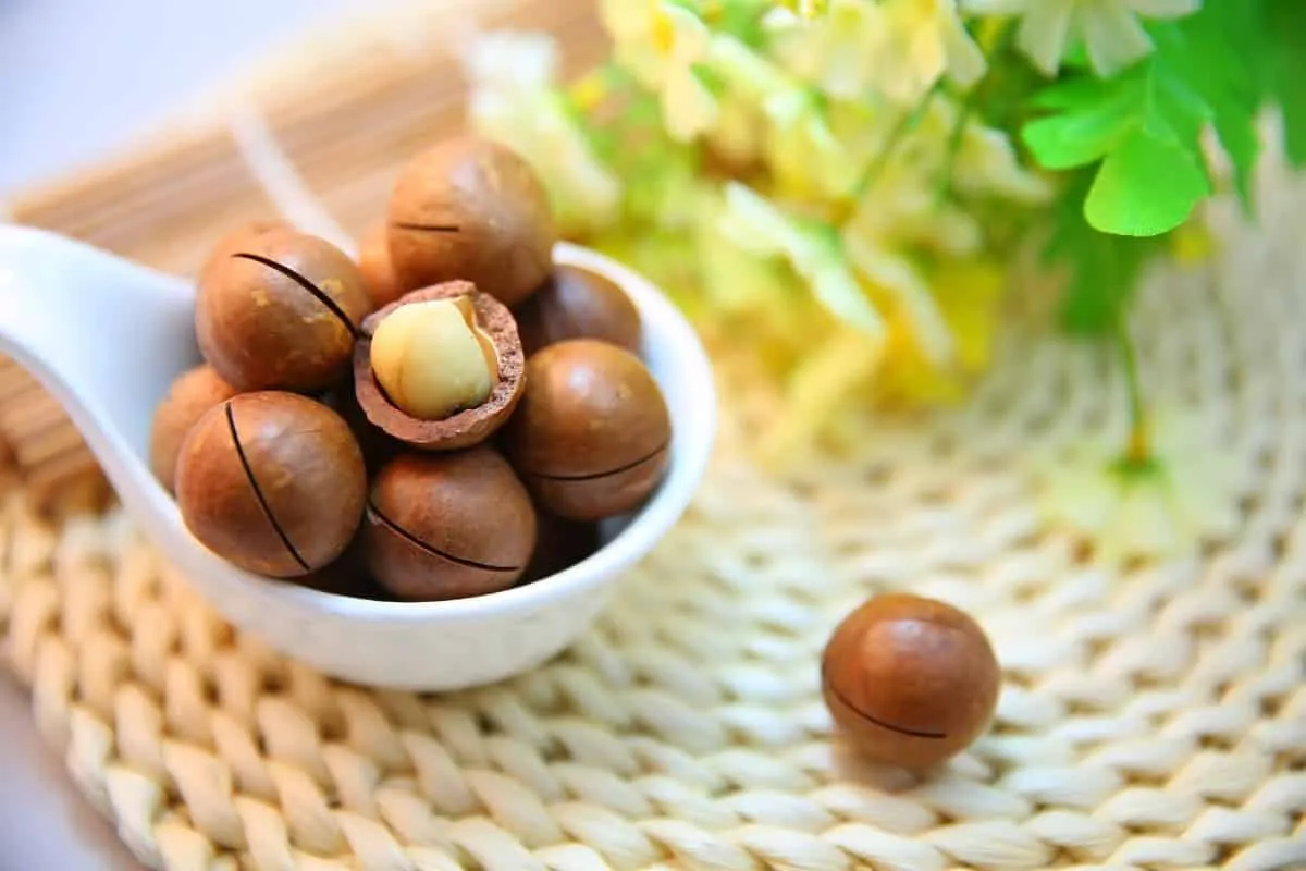 Macadamia oil - what it is, what it is for and how to use it