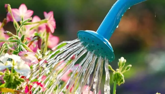 Watering plants: do you really know how to do it?