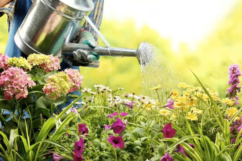 Watering plants: do you really know how to do it?