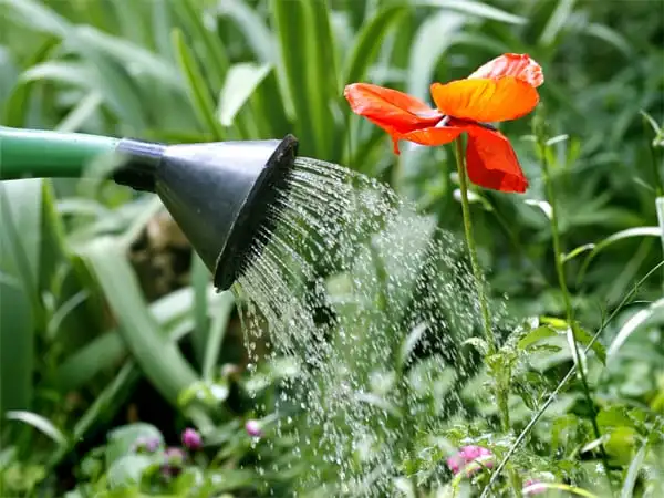 Regar las plantas: ¿realmente sabes cómo hacerlo?