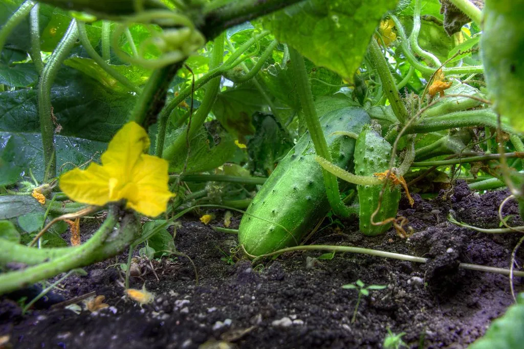 Wie man Garten zu Hause: eine Schritt-für-Schritt, was zu Pflanzen +inspiration