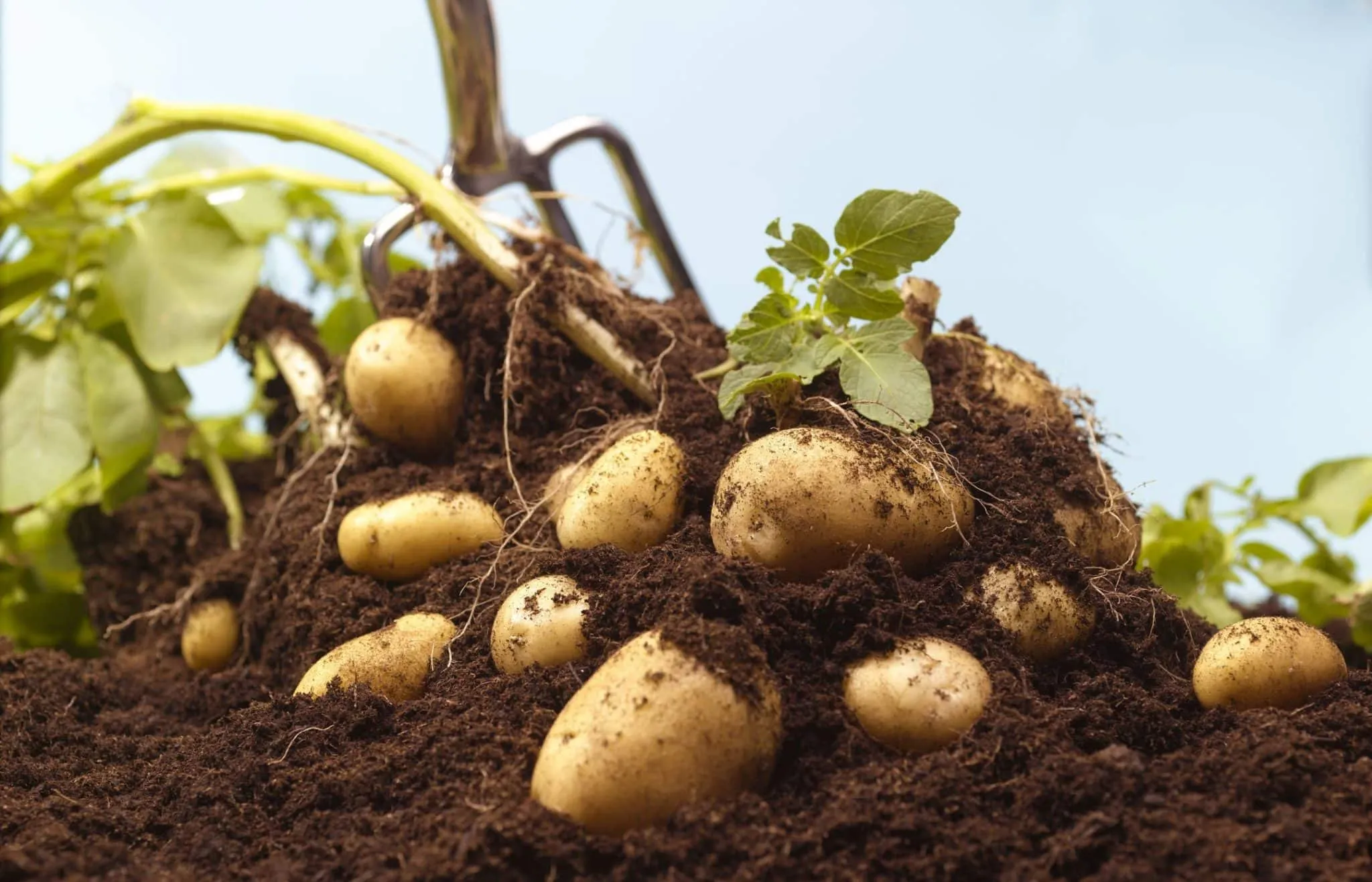 Wie man Garten zu Hause: eine Schritt-für-Schritt, was zu Pflanzen +inspiration