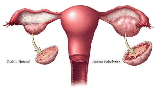 What is the function of the ovaries?  What are they and main characteristics